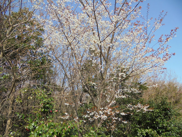 山桜が花盛り