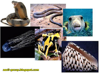 اخطر عشر مخلوقات Ten most dangerous creatures