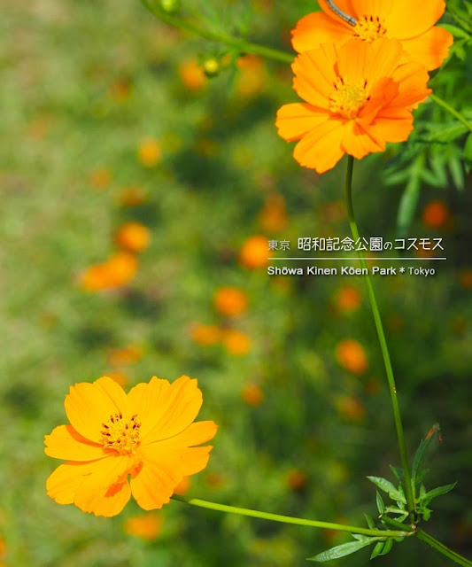 昭和記念公園：東花畑のキバナコスモス