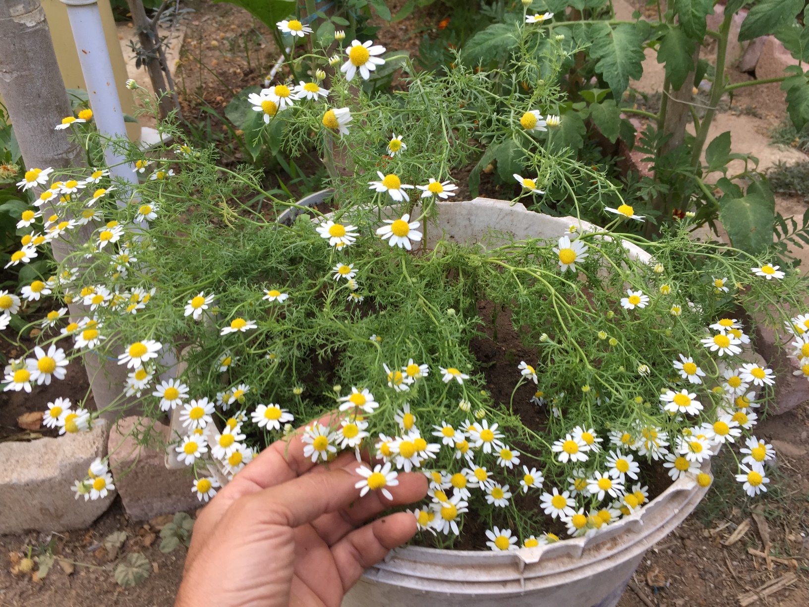 You can grow chamomile  in containers with some well drained soil with some sand. The plants will probably be a bit too large for smaller containers or window herb gardens. Each plant will need approximately a 30cm pot to itself. Chamomile usually grows to a height of 20 to 30 inches (50 - 70cm).