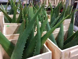 Transplanting Aloe vera