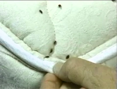 Articles on bed bugs suggest that the speed of bed bugâ€™s development ...