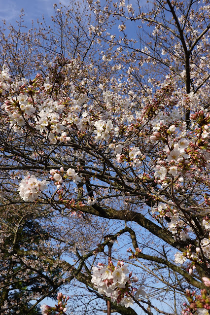 鳥取県米子市久米町 飯山城跡 (采女丸)のソメイヨシノ桜
