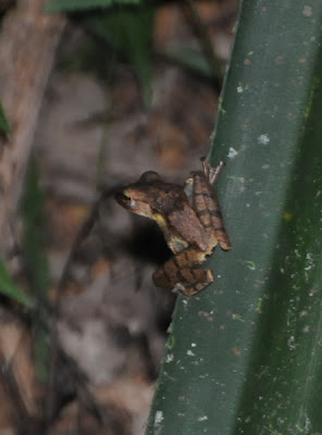 Four-lined Tree Frog (Polypedates leucomystax)