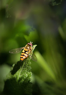 The Small World - Spokane Photography Classes - Mike Busby Photographer