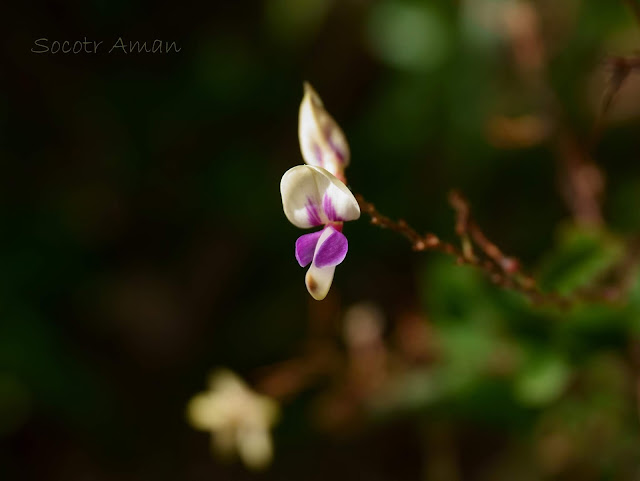 Lespedeza buergeri