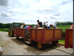 StrawberryFarm