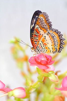 Mariposa sobre las flores - Butterfly and flowers