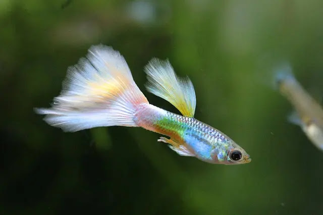 Guppy poissons d'étang