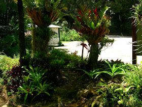plants in rainforest. Native Rainforest Plants