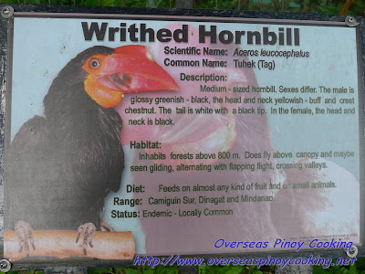 The Writhed Horhbill Bird