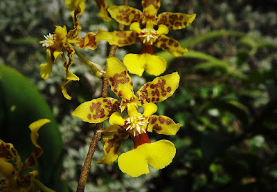 Trichocentrum cebolleta care and culture