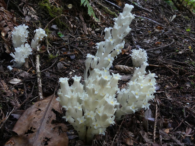 strong white flowers