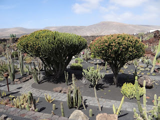 Jardin de Cactus