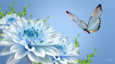 BUTTERFLY HD WALLPAPER 61