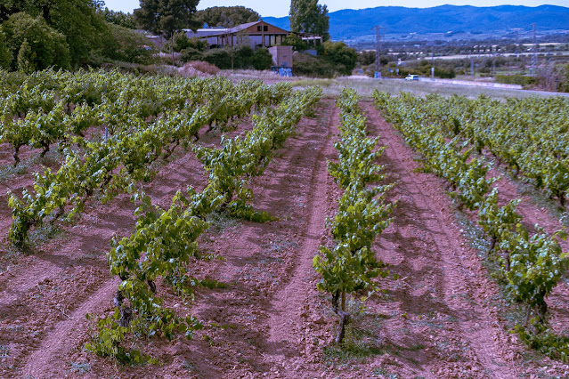 viñas