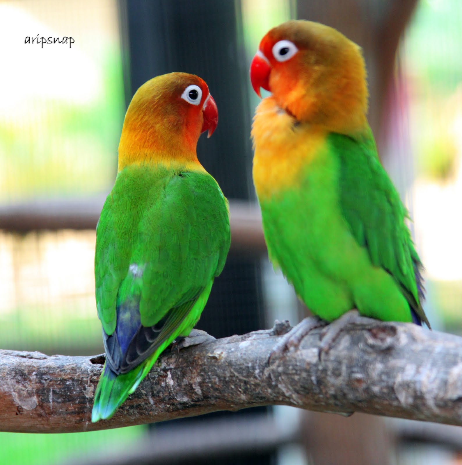 Pair Love Bird Wallpaper