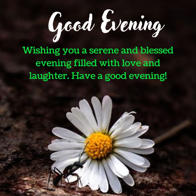 Have a Happy Blessed Good Evening Images with Beautiful Blessings, Wishes and Quotes