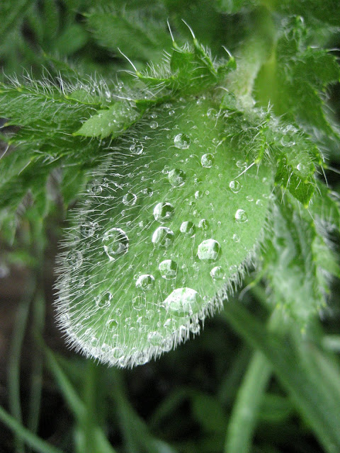 de 25 mooiste lente-in-mijn-tuin-foto's van 2010