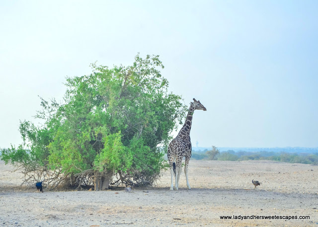 giraffe in the wild in UAE