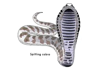 Spiting cobra Snake (Example of retiles) Cobra snake (Example of retiles)
