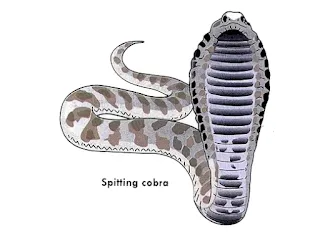 Cobra snake (Example of  retiles)