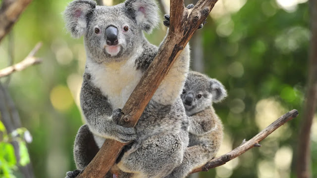 Koalas