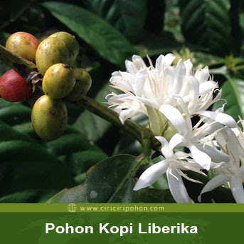 ciri ciri pohon kopi liberka