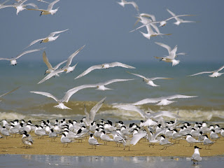 Flying Birds Seagulls