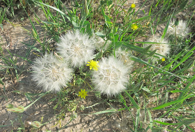 cutleaf vipergrass seed heads