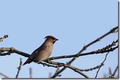 Waxwing