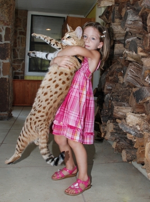 Pin Kitty-f1-savannah-cat on Pinterest