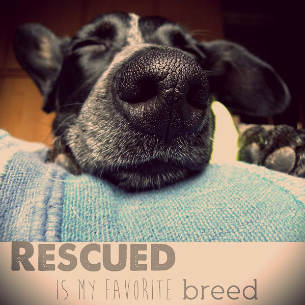 rescued dog