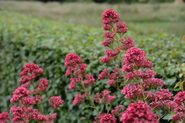 Parc de l’île Saint-Germain Paris flowers