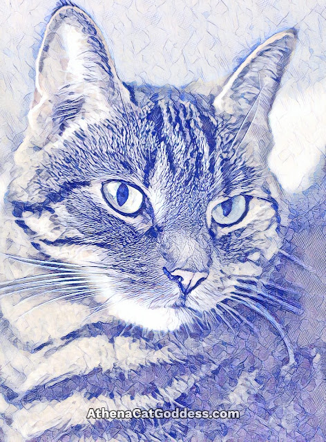 Tabby cat close up sketch