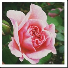 instagram 05-11-2013_01