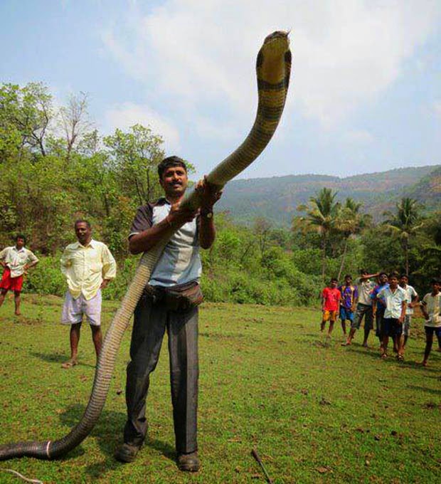  sampai ketemu di artikel lainnya. foto ular cobra terbesar didunia