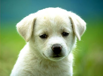 Cute Desktop Backgrounds on Cute Dog Wallpapers  Dogs Backgrounds  Dog Photos   Images For Desktop