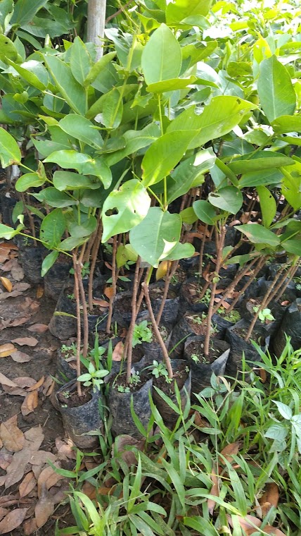 bibit buah unggul jambu black kingkong cepat tumbuh banjarmasin Parepare