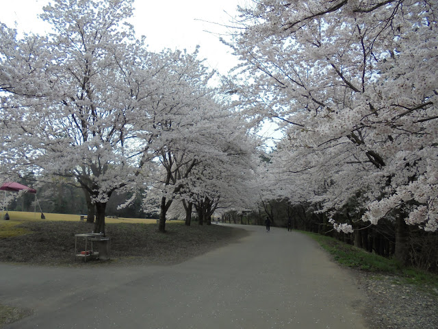 とっとり花回廊の桜の広場のソメイヨシノ桜