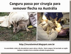 Canguru passa por cirurgia para