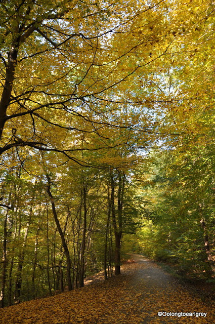 Autumn Leaves, Frankfurt, Germany