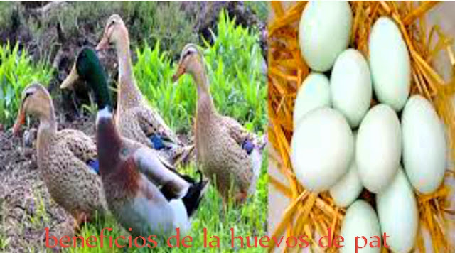beneficios de comer huevos de pato