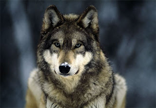 wolf wolve gray white black species dog hybrid