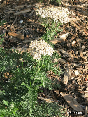 yarrow, Achillea millefolium