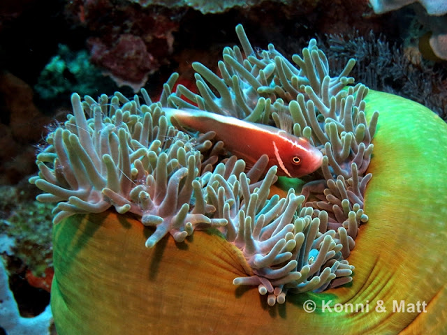 Pink Anemonefish