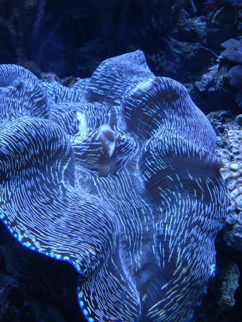 Seattle Aquarium giant clam