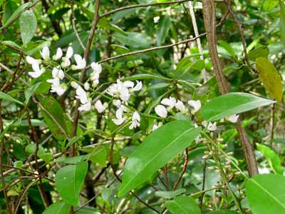 Sea derris (Derris trifoliata)