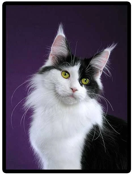 Miss Kate a bicolor Maine Coon