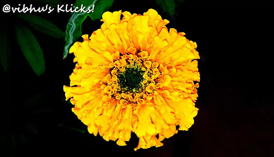 The real gold...marigold ~ A closeup shot